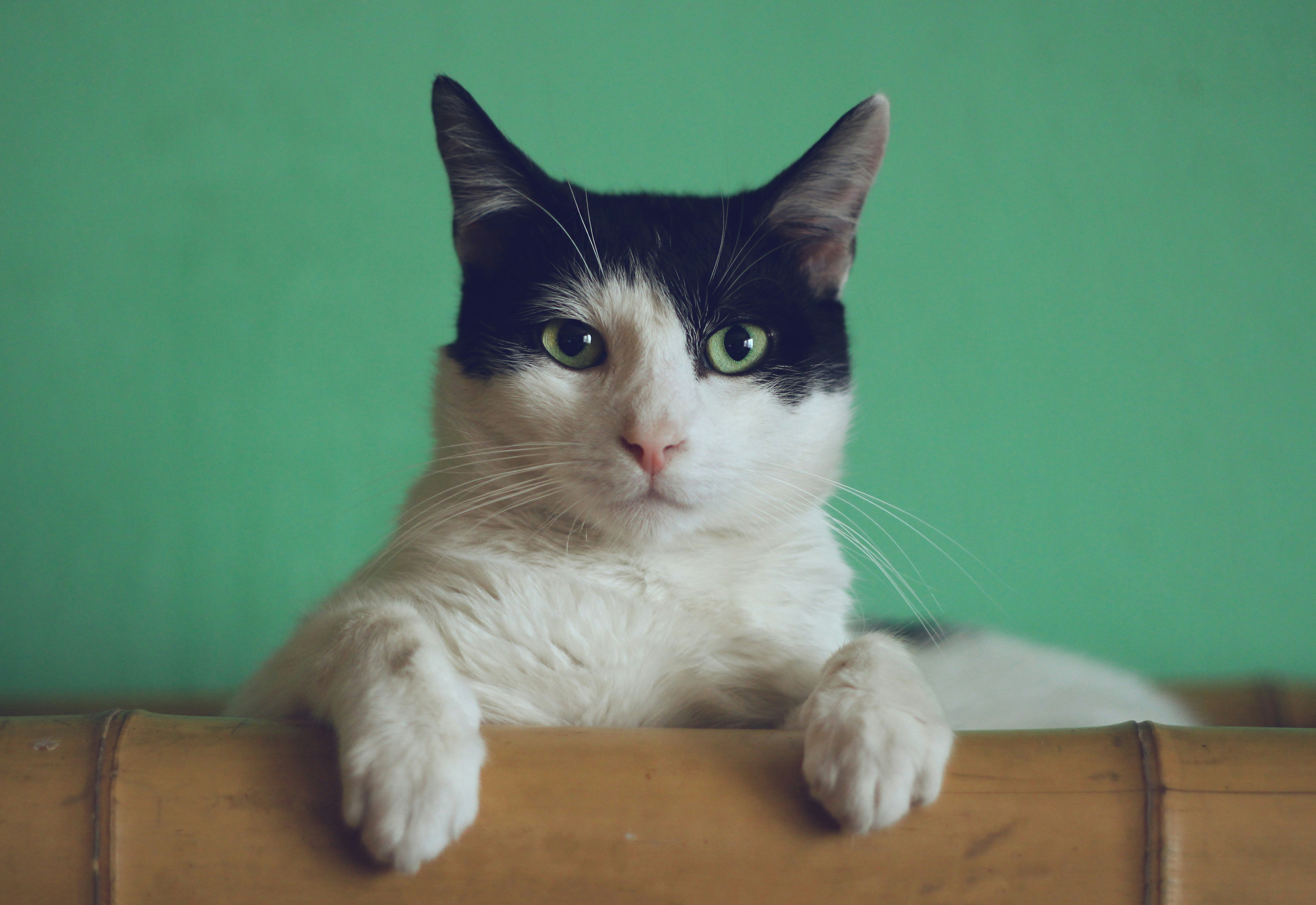 Milo, a black and white cat with green eyes