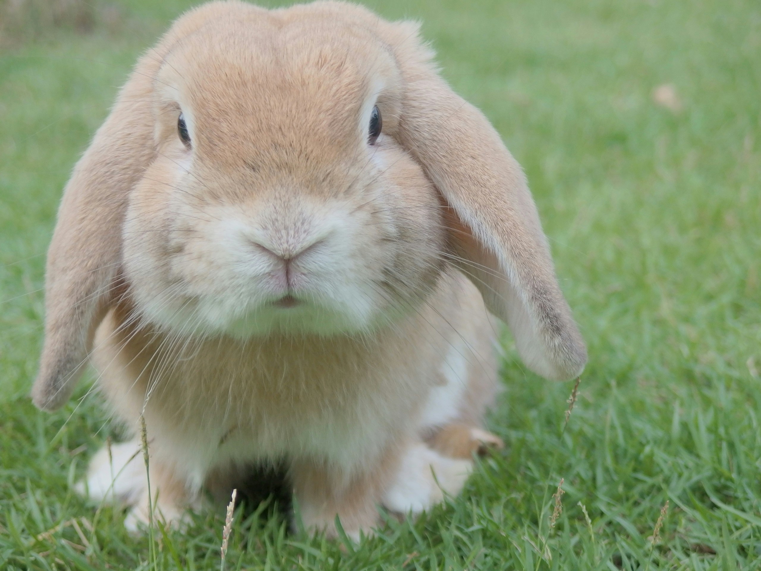Pip, a light brown lop-eared rabbit on grass